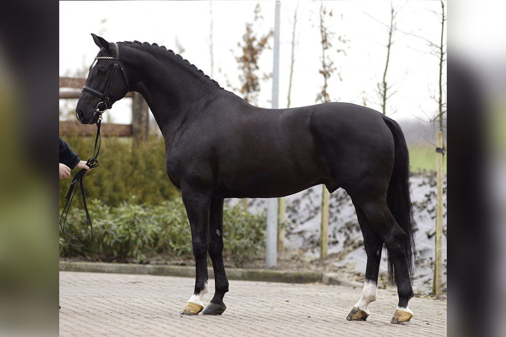 Microprocessor Onafhankelijk Noord West Negro – Van Olst Horses