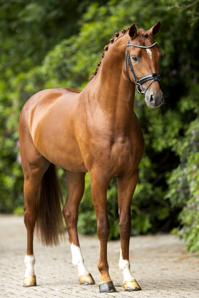 Lantanas – Horses