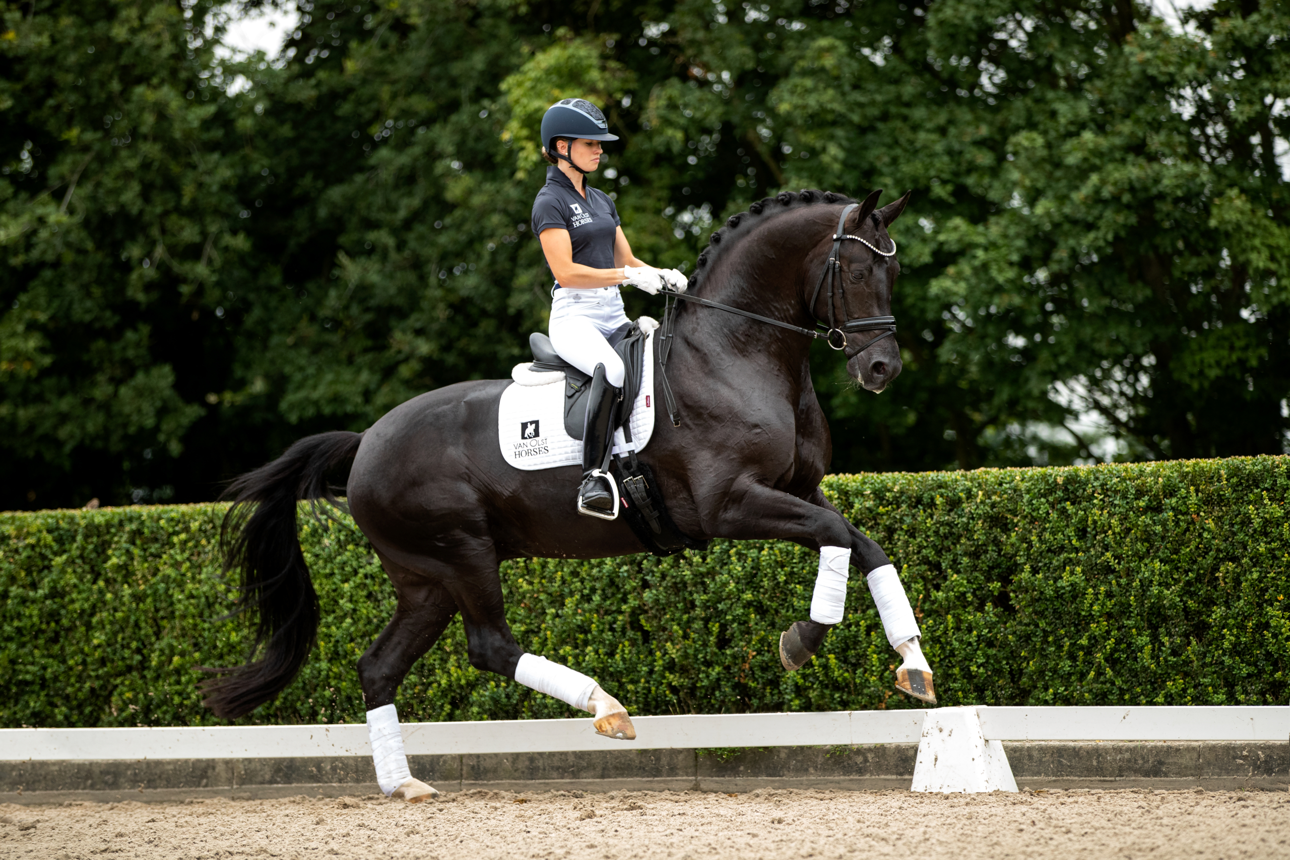 Aantrekkelijk zijn aantrekkelijk Onvoorziene omstandigheden natuurlijk Kjento geselecteerd voor het WK Jonge Dressuurpaarden! – Van Olst Horses