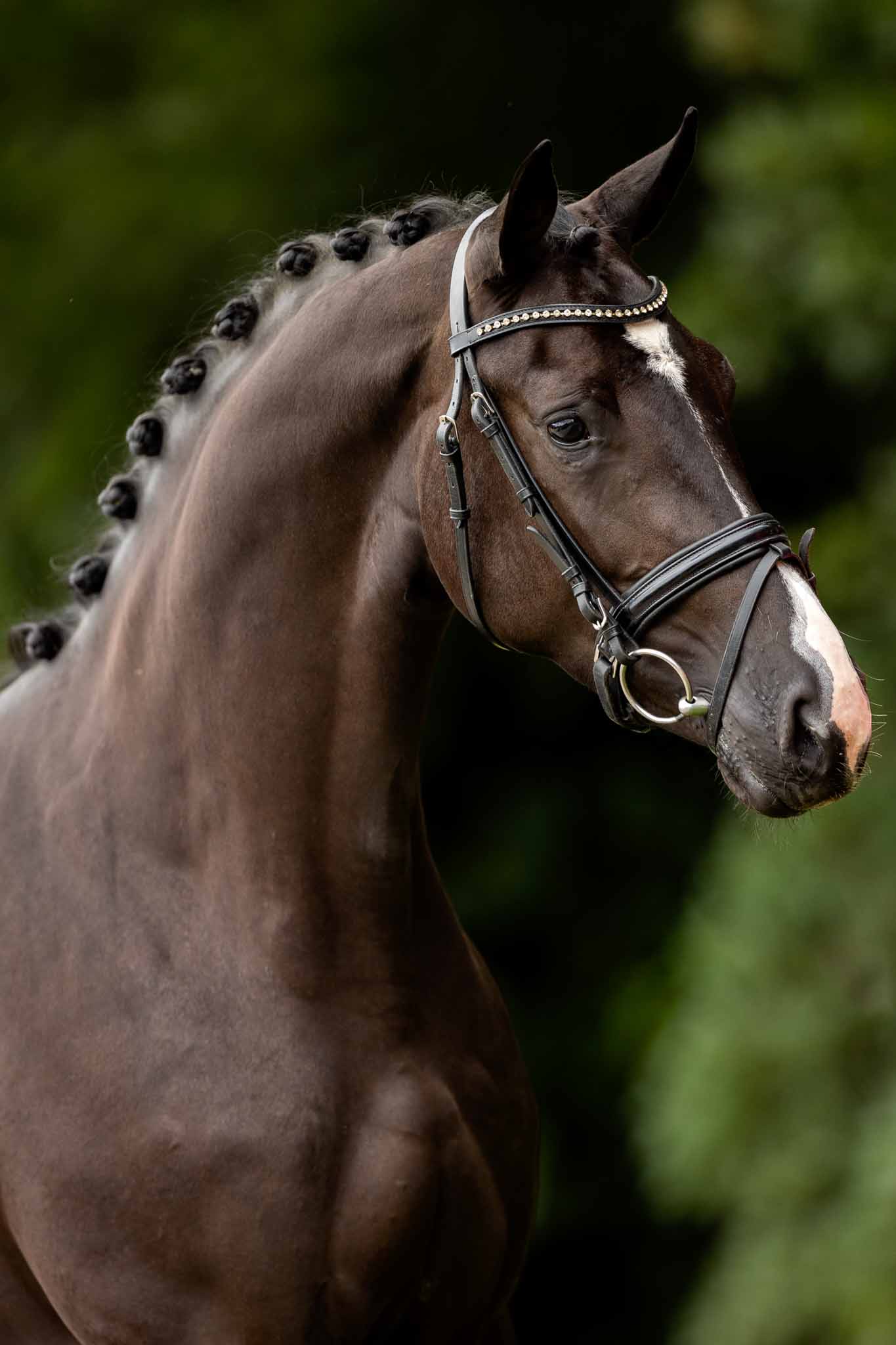progressief Bevoorrecht taart Van Olst Sales 2021 online veiling van gereden paarden – Van Olst Horses